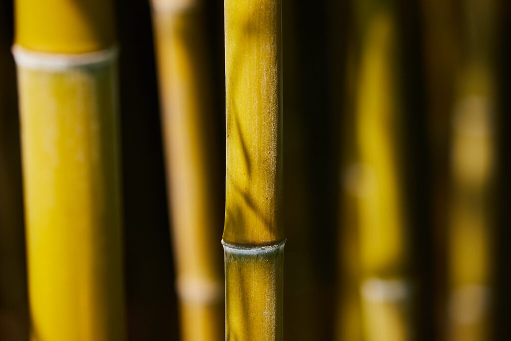 Crema di Bambù
